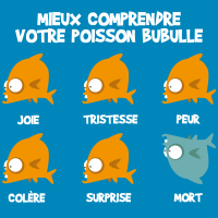 Mieux comprendre votre poisson bubulle