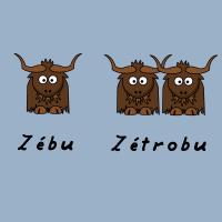 zebu2