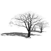 l'allée des arbres