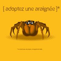 Adoptez une araignée