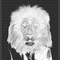 Black.White.Lion