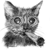 Chat foin par Asteggiano