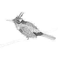 bird