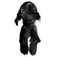 black dog 