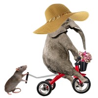 Un rat qui pousse un velo d elephant