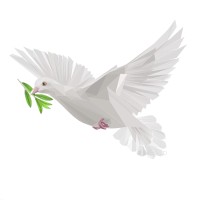 colombe paix
