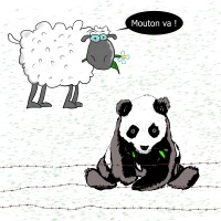 mouton panda