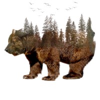 ours foret