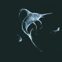swordfish