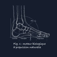 Moteur biologique
