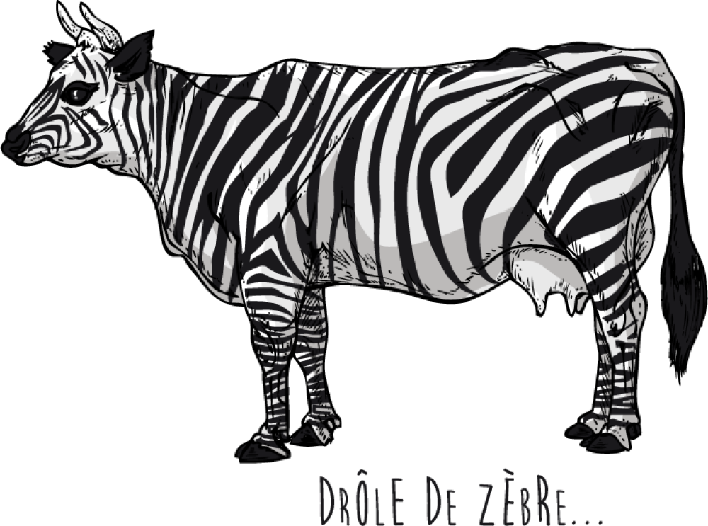 drole de zebre